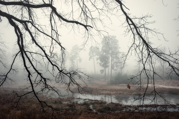 Beautiful atmospheric autumn foggy forest landscape. The last leaf on the bare branches of a tree on a rainy foggy day. Mysterious forest, autumn scene. Nature background. Atmospheric landscape