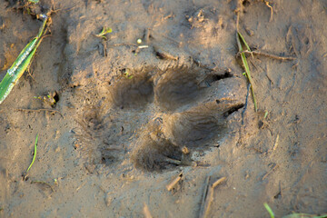 The tracks of a young fox on the wet yellow sand after the rain