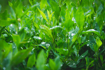 Dew on the grass. Morning foliage of green grass. Summer freshness.