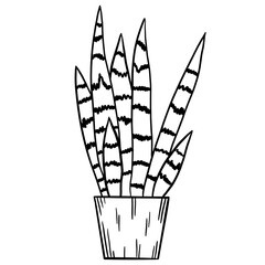 Tropical snake plant sansevieria in a pot in black line outline cartoon style. Coloring book houseplants flowers plant for interrior design in simple minimalist design, plant lady gift.