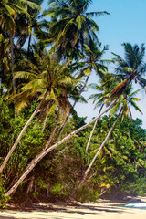 Indonesia, Coconut Palms