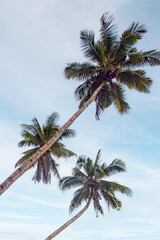 Fototapeta na wymiar Indonesia, Coconut Palms