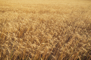 golden wheat field in summer