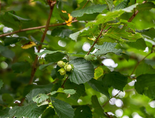 fresh green hazelnuts on a tree in wild forest 