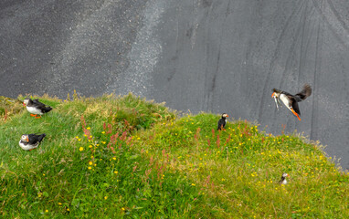 Rifornimento di cibo
