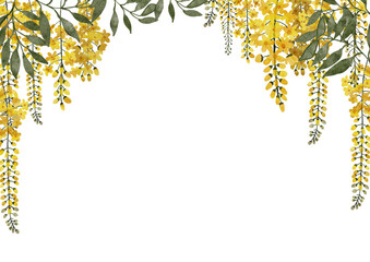 Cassia fistula or golden shower flowers watercolor with transparent background
