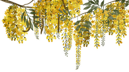 Cassia fistula or golden shower flowers watercolor with transparent background