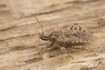 Closeup on a Mediterranean grey colored Assassin groundbug, Coranus griseus sitting on wood