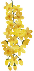 Cassia fistula or golden shower flowers watercolor with transparent background