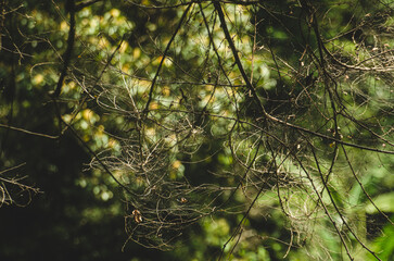 Dry branches in the sun