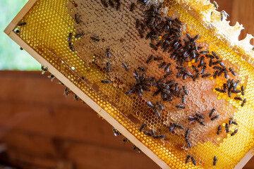 Part of a bee colony on a freshly taken honeycomb, which was taken for honey spinning. 