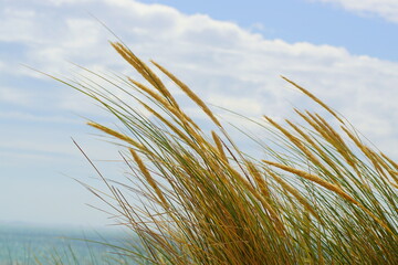 Nice grass on a dune and the sky