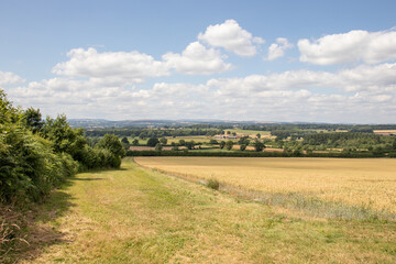 Fototapeta na wymiar Summertime crops in the UK.