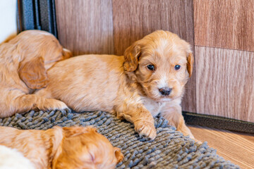 Cockapoo Welpen 4 Wochen Alt