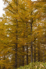 美しい北海道の秋の景色