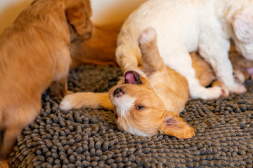 Cockapoo Welpen 4 Wochen Alt