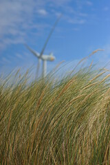 A windmill behind blade of grass on a dune