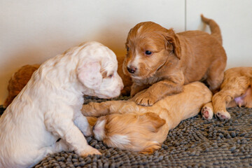 Cockapoo Welpen 4 Wochen Alt