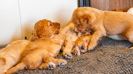 Cockapoo Welpen 4 Wochen Alt