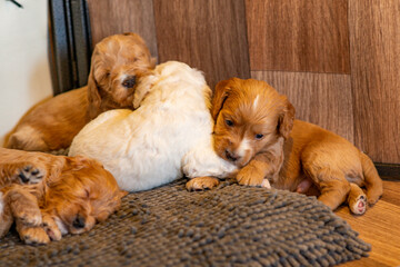 Cockapoo Welpen 4 Wochen Alt