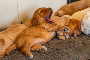 Cockapoo Welpen 4 Wochen Alt