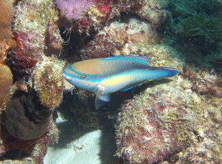 Princess Parrotfish grazing on the reef