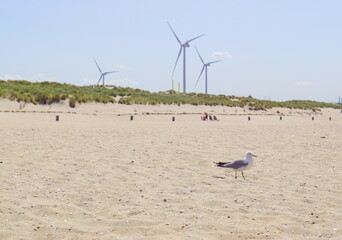 Beach of Maasvlakte in the Netherlands on Voorne Putten with windmills and gulls