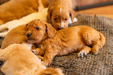 Cockapoo Welpen 4 Wochen Alt