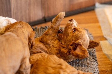 Cockapoo Welpen 4 Wochen Alt