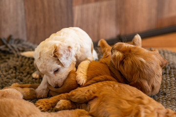 Cockapoo Welpen 4 Wochen Alt