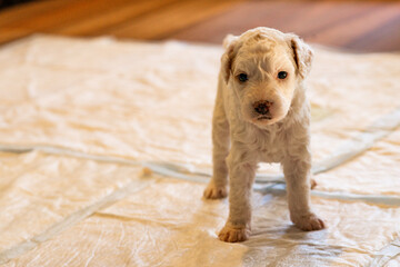 Cockapoo Welpen 4 Wochen Alt