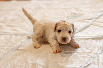 Cockapoo Welpen 4 Wochen Alt