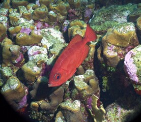 Fototapeta na wymiar Glasseye Snapper on the reef