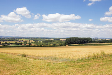 Obraz premium Summertime crops in the UK.