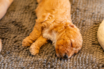 Cockapoo Welpen 4 Wochen Alt