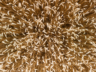 Close up top down birds eye aerial view over a golden wheat field crop ready for harvesting in the rural English countryside farmland