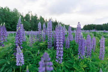 Purple flowers at sunset. Lupine field. A field of wild colorful lupine flowers. 