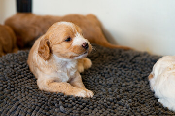 Cockapoo Welpen 4 Wochen Alt