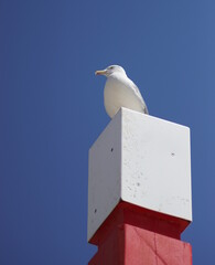 A beautiful gull on a wooden post