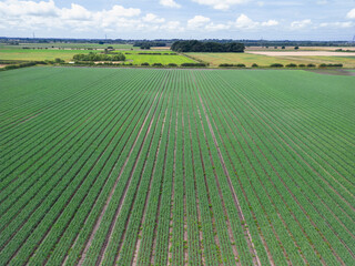 Mid level aspect aerial view of a crop of onions in the rural English countryside farmland
