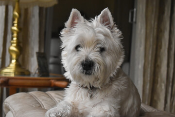 Close-up of a beautiful West Highland White Terrier dog lying on sofa stool looking at camera in blurred background.