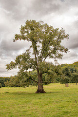 Obraz premium tree in the field