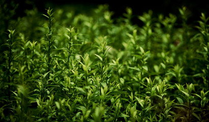 Fototapeta na wymiar Beautiful background of green foliage in a summer garden