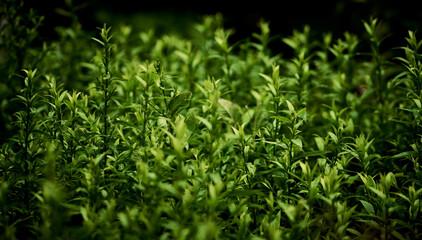 Beautiful background of green foliage in a summer garden