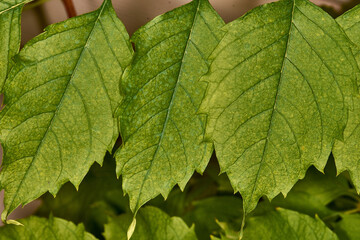 Grape leaves close-up. Fresh green background