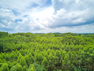 Fototapeta na wymiar Aerial photography of wild field plants and blue sky and white clouds in Guangxi, China