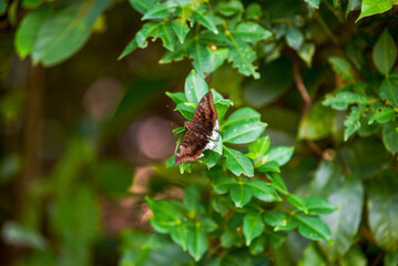 Close-up of a grey and white butterfly resting on a garden plant