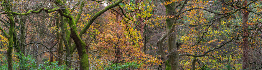 Stunning epic colorful Autumn landscape image of Dodd Woods in Lake District