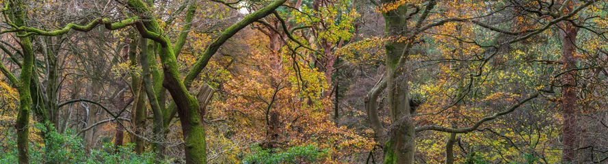Fotobehang Stunning epic colorful Autumn landscape image of Dodd Woods in Lake District © veneratio