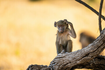 baboon sitting on a tree, scratching his head